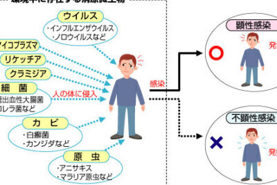 ウイルスに感染したために起こる現象は？- 感染症状と対策方法の解説